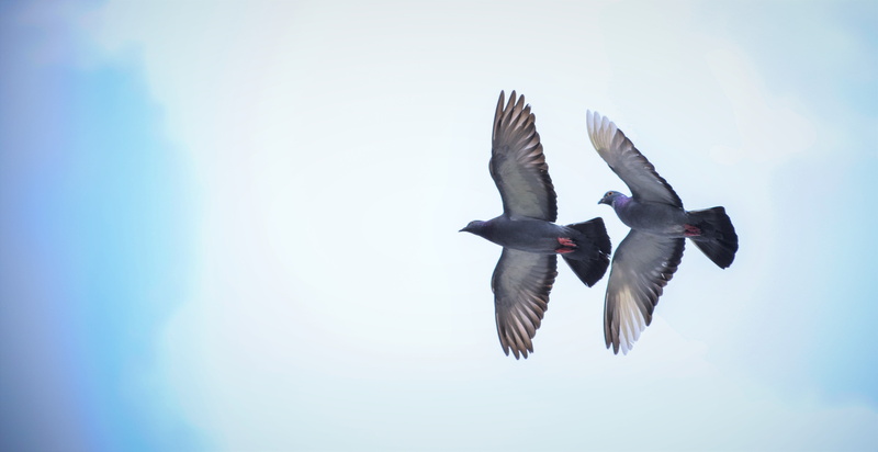 pegion, vertebrate, no people, india, spread wings, bird, outdoors, animal themes, two animals, birds, 5K, bengaluru, day, sky, blue, beauty in nature