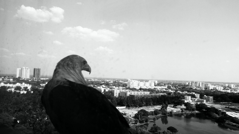 women, 2K, sky, bengaluru, bird, cityscape, city, one person, real people, day, outdoors, building, built structure, nature, water, lifestyles, looking at view
