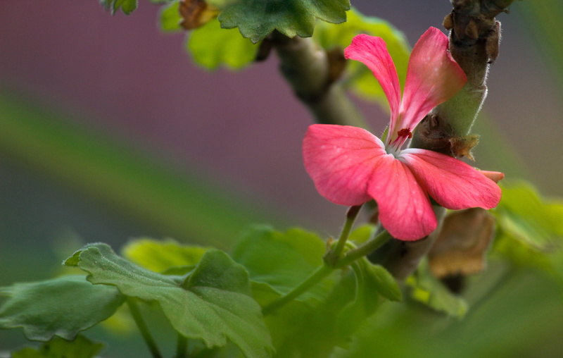 selective focus, botany, india, leaf, inflorescence, springtime, pink color, nature, flower head, flower, 5K, bengaluru, freshness, flowering plant, beauty in nature