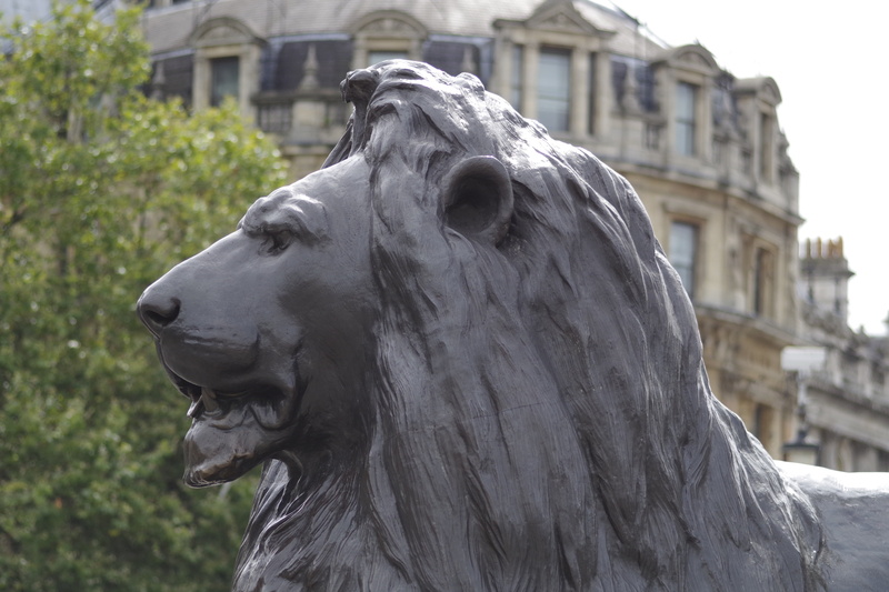 england, london, sculpture, animal body part, close-up, 5K, animal themes, day, animal, built structure, no people, domestic animals, statue, mammal, trafalgar square