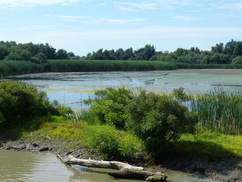 4K, day, land, scenics - nature, no people, delta, flowing water, romania, swamp, plant, outdoors, green color, grass, tree, idyllic, south east europe