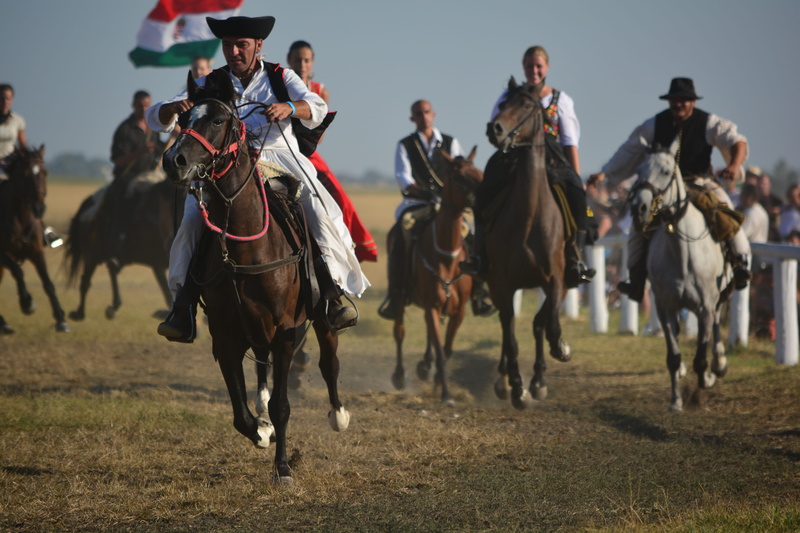 horse, domestic animals, field, animal wildlife, domestic, riding, group of animals, full length, pets, hungarian, tradition, working animal, real people