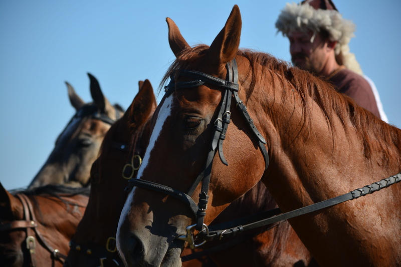 herbivorous, domestic animals, culture, focus on foreground, brown, group of animals, bridle, tradition, 5K, two animals, animal wildlife, animal body part