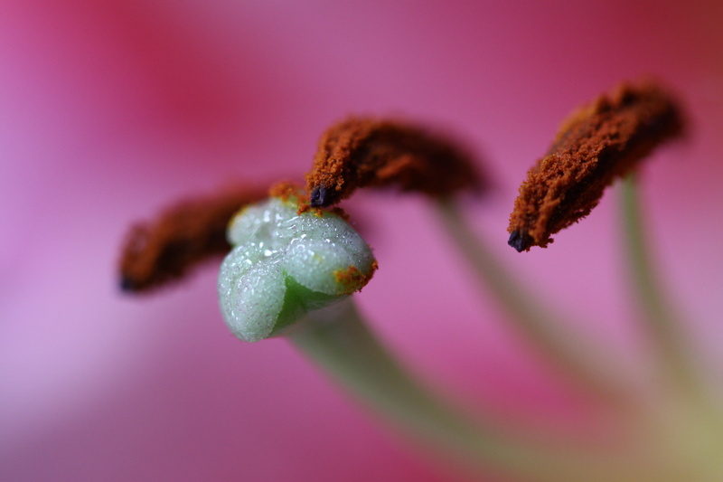 2K, 50D, macro photography, photography, plant, nature, green, macro, close-up, flower, white