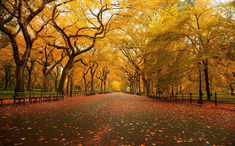 fall, 2K, park, central, mall