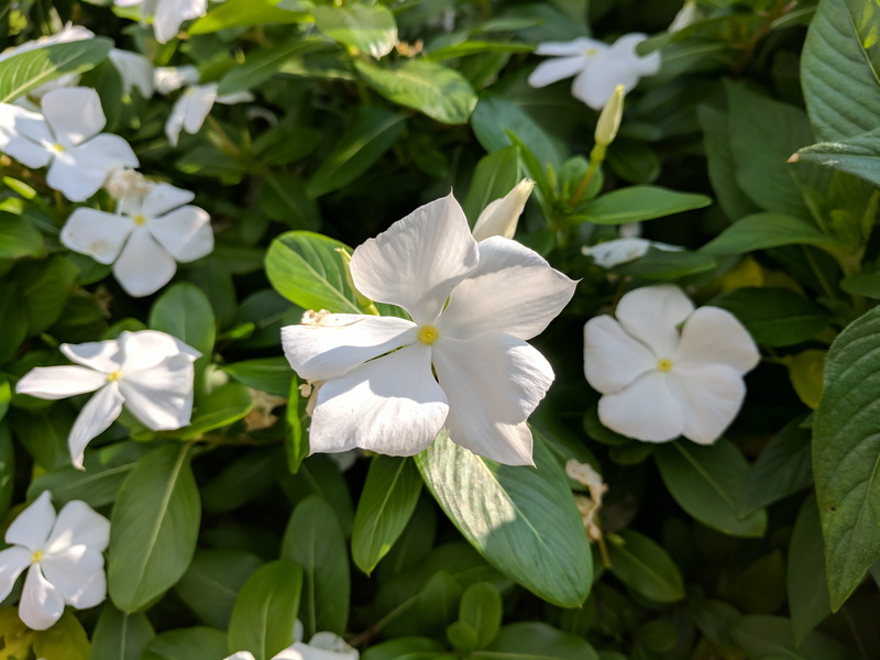 day, fragility, united states, leaf, green color, plant, outdoors, freshness, 4K, no people, nature, vulnerability, plant part, flowering plant, close up