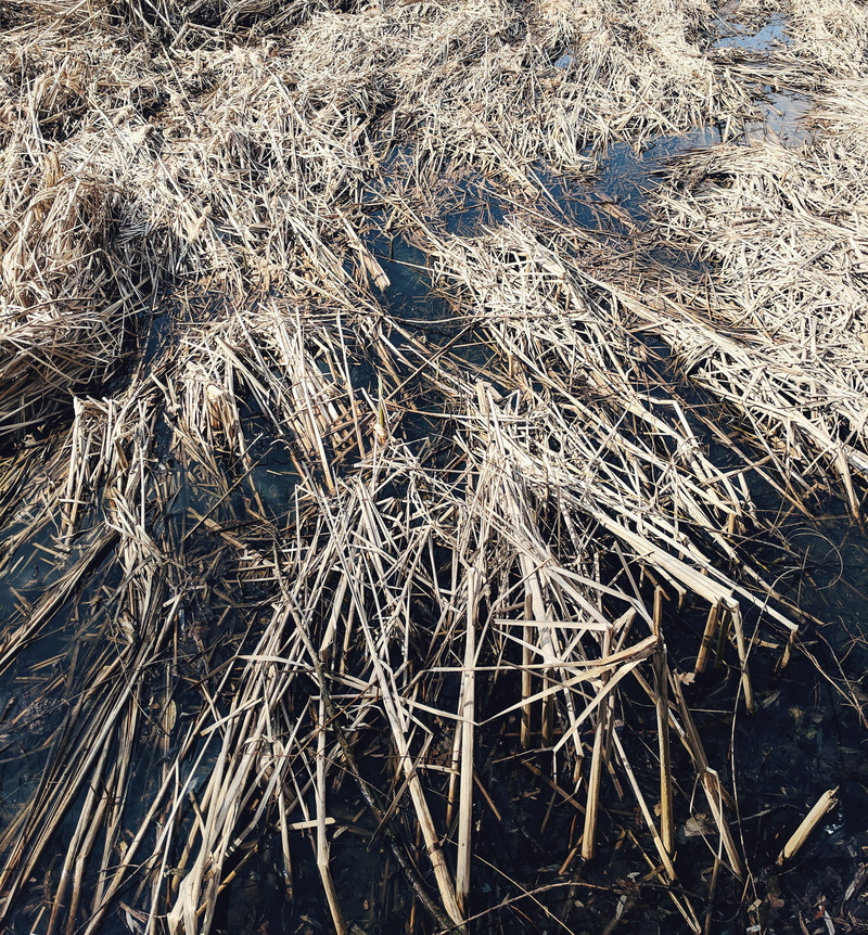 day, abundance, grass, solar, field, google, lake, animal, full frame, frost, close-up, no people, nature, backgrounds, farm, wildlife, tangled, land, ice