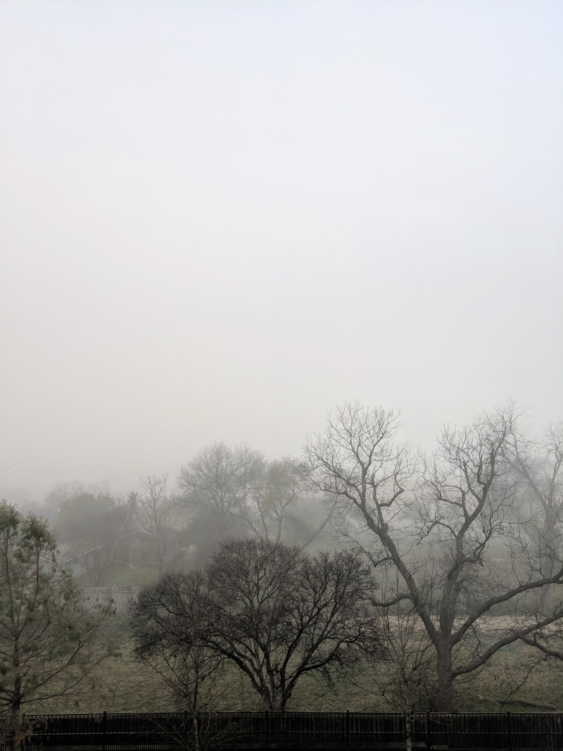 trees, tranquility, silent hill, landscape, morning, fog, land, sky, beauty in nature, outdoors, 4K, day, environment, no people, bare tree, backyard