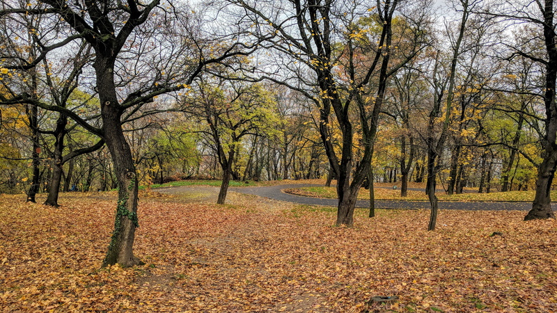 4K, tree trunk, leaf, branch, tranquil scene, growth, fall, forest, nature, change, leaves, no people, non-urban scene, road, land, park, tree, field
