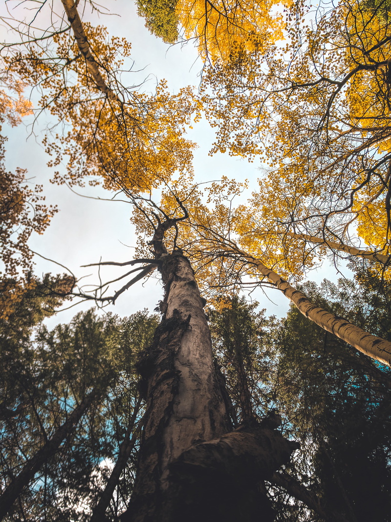 brown, tranquility, no people, leaf, tall - high, nature, scenics - nature, fall color, daytime, growth, tree trunk, sky, autumn, angle, yellow, tall, trunk