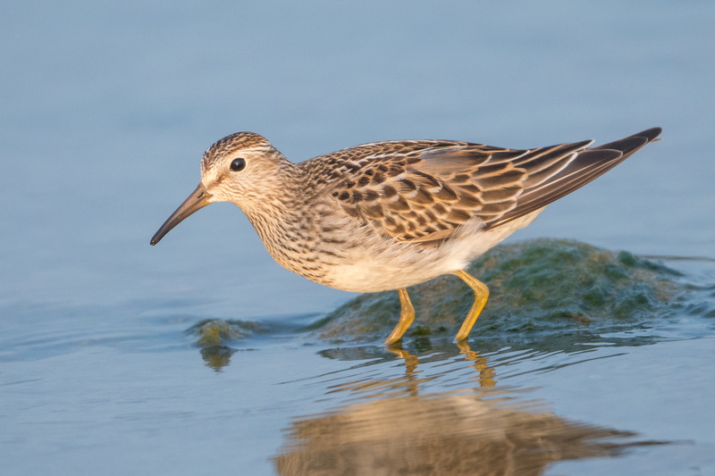 Aves, Chordata, bird, Shorebird, 2K, water, sea, calidris, sandpiper, wading Boots, white bird, nature, pectoral, animal, Birds, East Fork State Park