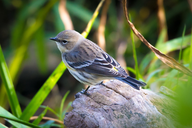Hueston Woods State Park, animal, Setophaga, Chordata, bird, Birds, brown, New World Warbler, wildlife, Parulidae, bird Watching, 2K, brown bird, small