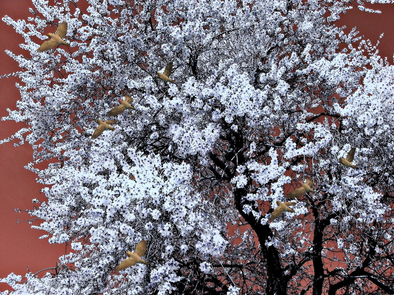 aves, birds, primavera, tree, vulnerability, flores, flowering plant, nature, growth, cherry tree, springtime, winter, cold temperature, 2K, pombas, day