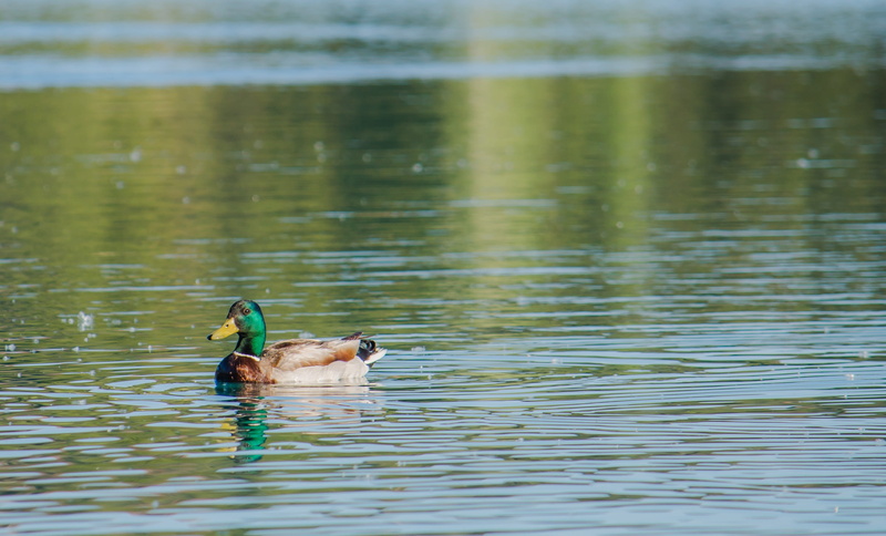 water, reservoir, lake, outdoors, summer, swimming, poultry, park, one animal, laguna, 2K, birds, reflection, bird, vertebrate, river, focus on foreground