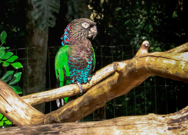 sunlight, parque das aves, plant, animal wildlife, animals in the wild, dragon-fly, foz do iguazu, beauty in nature, nature, green, parakeet, wood - material