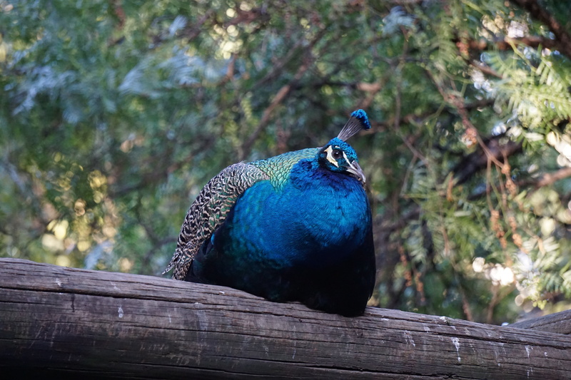 portrait, one animal, bird, animal themes, peafowl, 5K, profile view, tree, day, feather, animal wildlife, animal, ave, wood - material, trunk, blue, focus on foreground