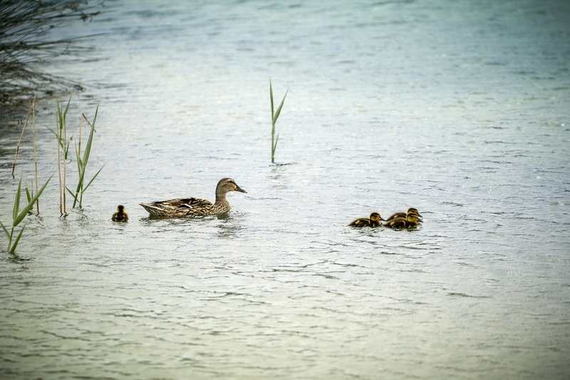 vertebrate, young bird, duckling, 4K, laguna, afternoon, group of animals, reflection, birds, gosling, reservoir, swimming, bird, park, nature, ave, fauna