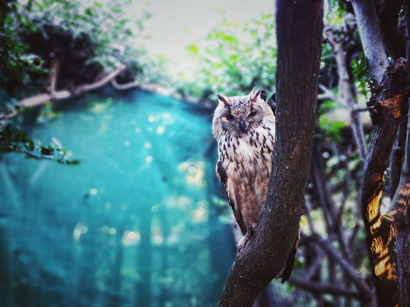 day, vertebrate, mammal, animals in the wild, whisker, south africa, plant, branch, focus on foreground, trunk, forest, one animal, zoo, cape town, portrait