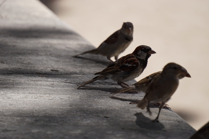 two animals, nature, focus on foreground, outdoors, bird, close-up, birds, animal wildlife, vertebrate, animals in the wild, park, full length, care, group of animals