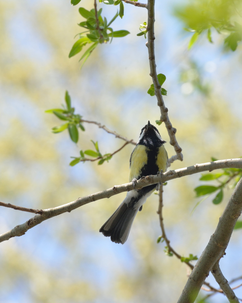 low angle view, ave, landscape, animal wildlife, no people, 4K, plant, vertebrate, silhouette, texture, animal themes, selective focus, branch, park, songbird