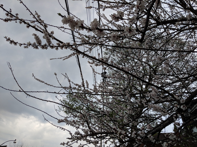 fragility, low angle view, bare tree, 4K, outdoors, springtime, plant, growth, cable, sky, beauty in nature, nature, day, canada, no people, flower, park