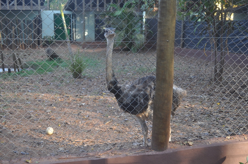 outdoors, animals in the wild, safety, animal neck, the bird behind bars, zoo, animal themes, animal wildlife, bird, fence, animals in captivity, security