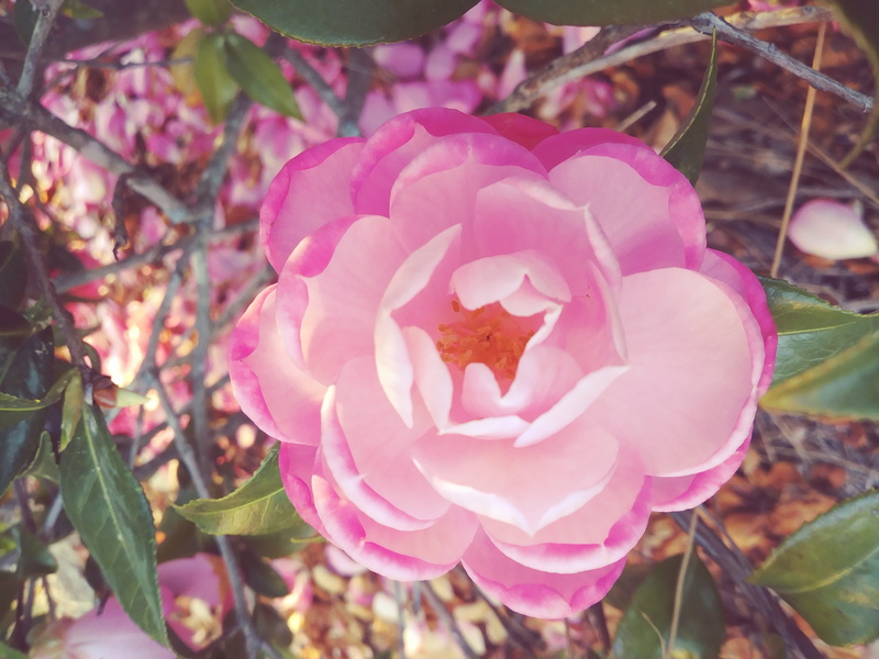 freshness, beauty in nature, 700 s park ave, 4K, pink color, pottery, rose, potted plant, flowering plant, plant, pollen, inflorescence, day, perfection