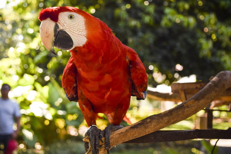 Ave, vertebrate, close-up, scarlet macaw, day, Macaw, Exotic, animals in the wild, red, no people, feathers, guatemala, Animal, park, branch, tree, focus on foreground