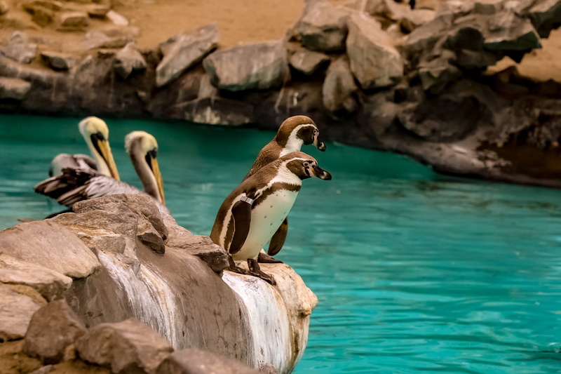 penguins, ave, day, turquoise colored, solid, no people, animal wildlife, wild, pen, nature, animal, focus on foreground, water, rock formation, rock, peak