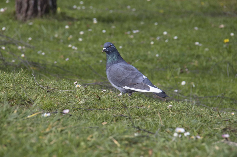 no people, animals in the wild, land, selective focus, day, nature, close-up, pen, flight, animal themes, field, paloma, plant, bird, animal, outdoors