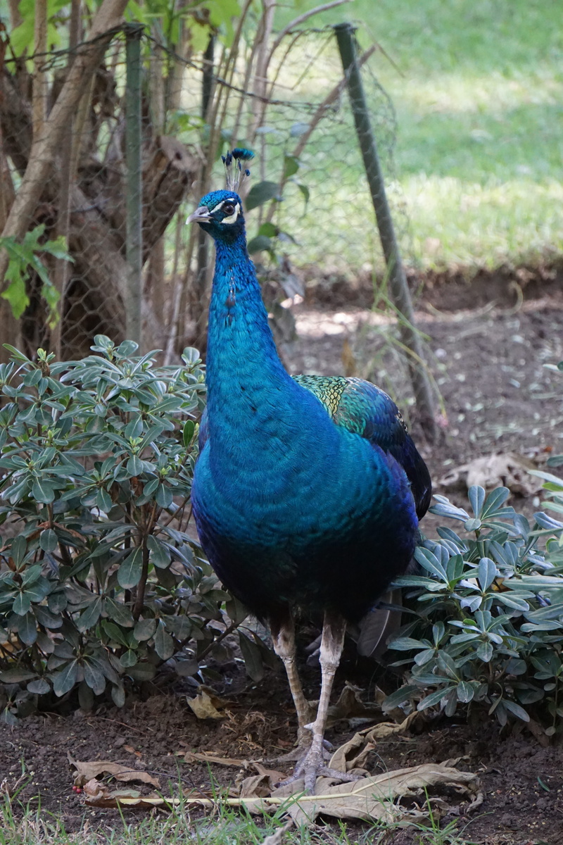 nature, Peacock, no people, day, animals in the wild, plant part, beauty in nature, forest, animal themes, field, Bird, land, Ave, plant, tree, blue, leaf