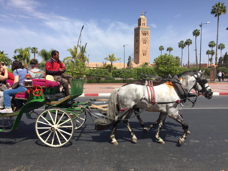 animal themes, horse, people, sea, built structure, transportation, cart, urban Scene, animal, mammal, real people, city, desert, pets, carriage, domestic