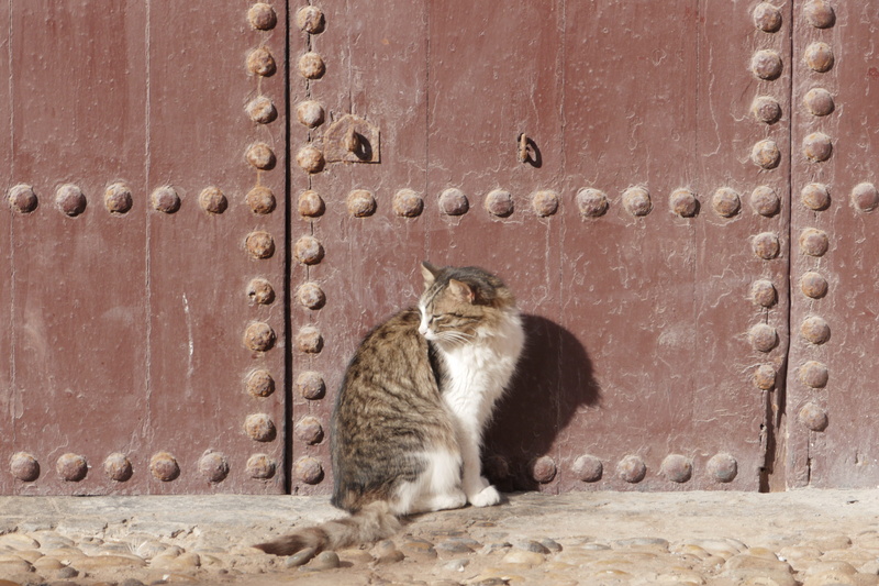 relaxation, outdoors, animal themes, animal wildlife, mammal, whisker, built structure, cat, old door, domestic cat, architecture, marocco, animal, 2K