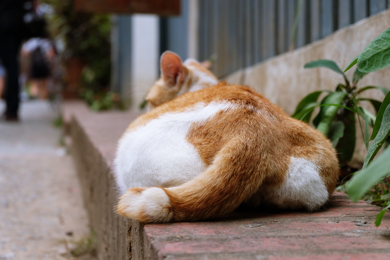 nature, ginger cat, no people, luang prabang, pets, laos, domestic animals, close up, 5K, close-up, domestic cat, sleeping, butt, cat, mammal, one animal