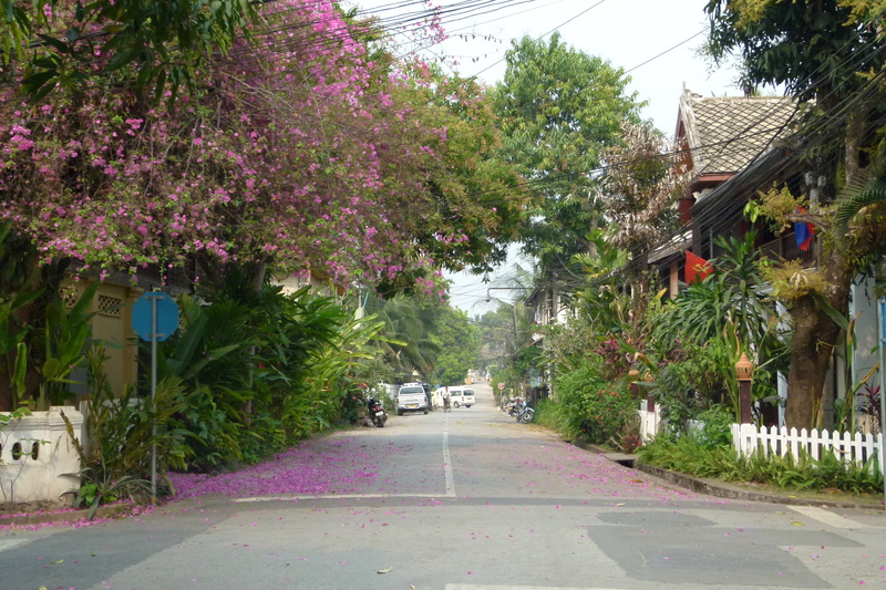 4K, plant, direction, streetlife, asia, the way forward, day, building, outdoors, green, built structure, city, growth, footpath, luangprabang, tree, flower