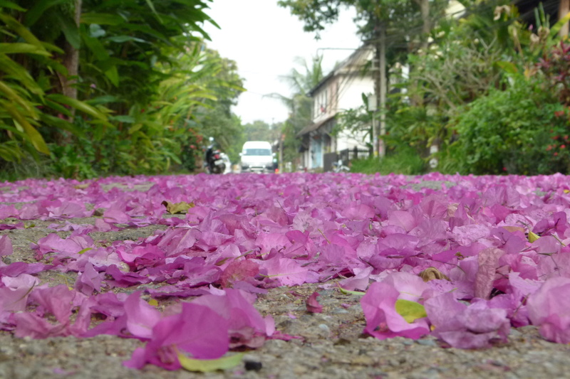 park, flower, no people, nature, bougainvillea, selective focus, growth, focus on foreground, street, luang prabang, fragility, freshness, beauty in nature