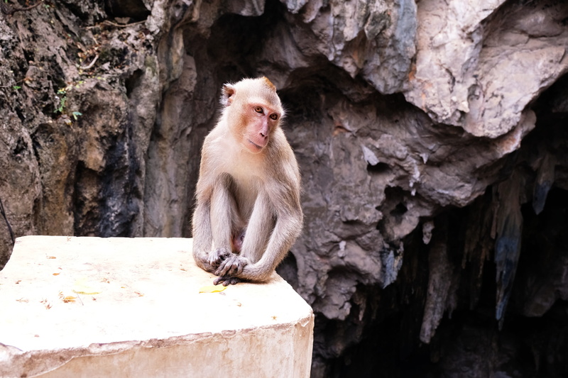 zoo, nature, vertebrate, rock - object, thongchai, sitting, focus on foreground, rock, mammal, animal, monkey, no people, animal wildlife, baboon, solid