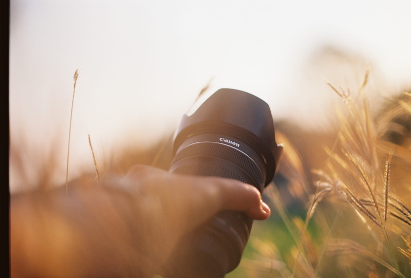 human hand, selective focus, one person, canon, film photography, cereal plant, close-up, outdoors, 2K, land, field, lens flare, body part, sky, human body part