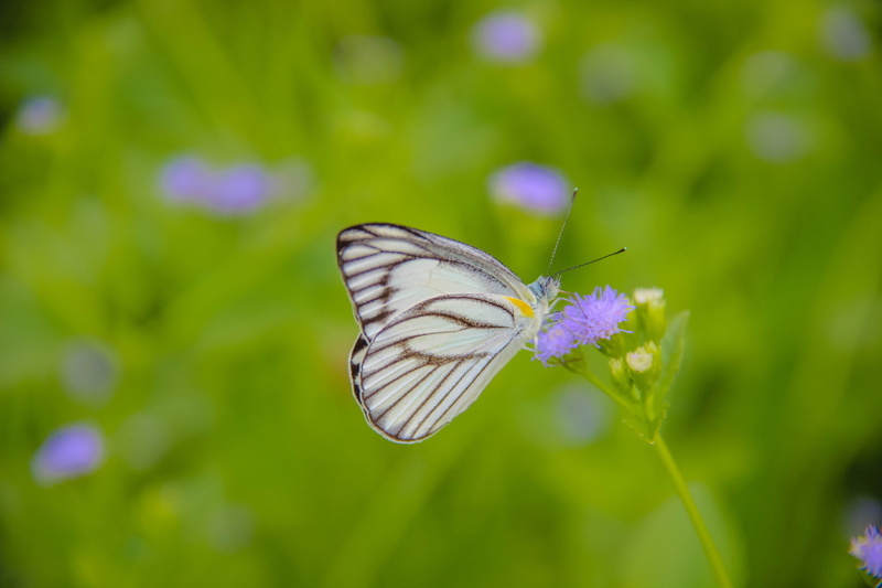 butterfly, green color, insect, no people, vulnerability, outdoors, purple, butterfly caterpillar leaves kum line black, insects, animal wildlife, petal