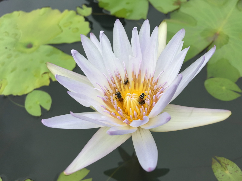 fragility, plant, beauty in nature, flower head, growth, flower, petal, plant part, inflorescence, freshness, nature, thailand, pollination, leaf, 66 charoen nakhon 59 alley