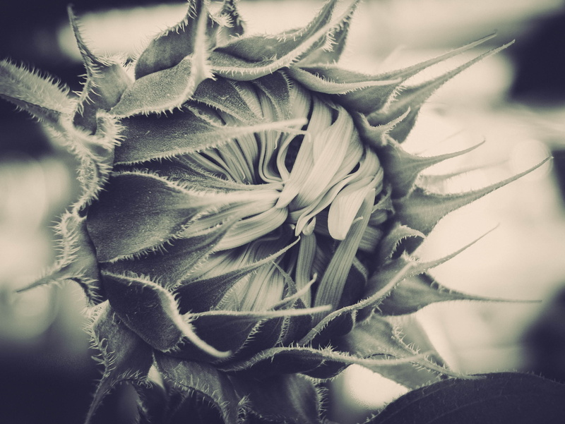 thailand, 2K, close-up, outdoors, nature, flower head, petal, beauty in nature, day, fragility, plant part, focus on foreground, selective focus, vulnerability