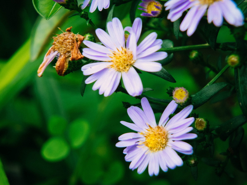sakon nakhon, animal themes, 2K, fragility, flower head, flowering plant, flower, growth, animal, purple, vulnerability, outdoors, freshness, insect, pollination