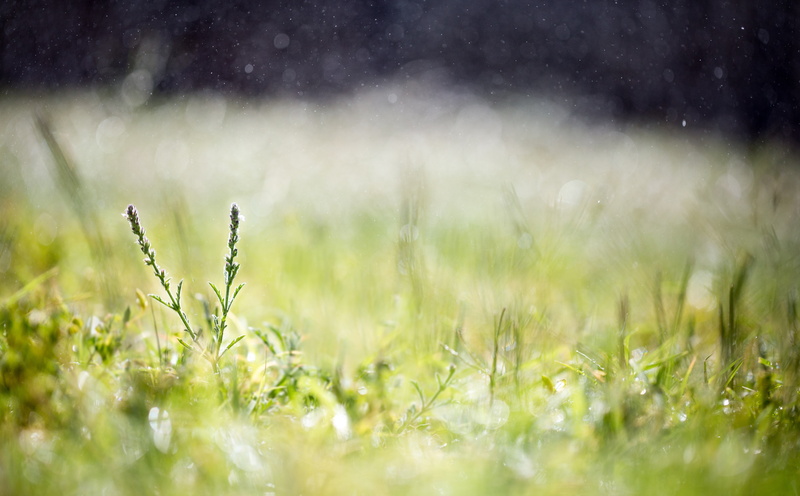 tranquility, springtime, no people, plant, selective focus, Weeds, fresh, Light, Macro, green color, Together, day, landscape, getlow, land, laydown, green
