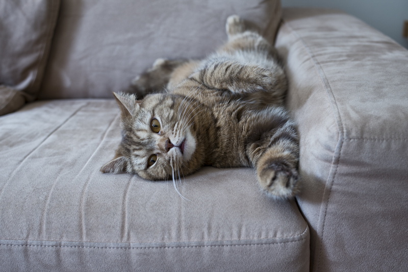 lazy cat, napping, sofa, one animal, domestic cat, long, domestic animals, mammal, laydown, 4K, cat, pets, relaxation, bed, on the couch, cute, fabric