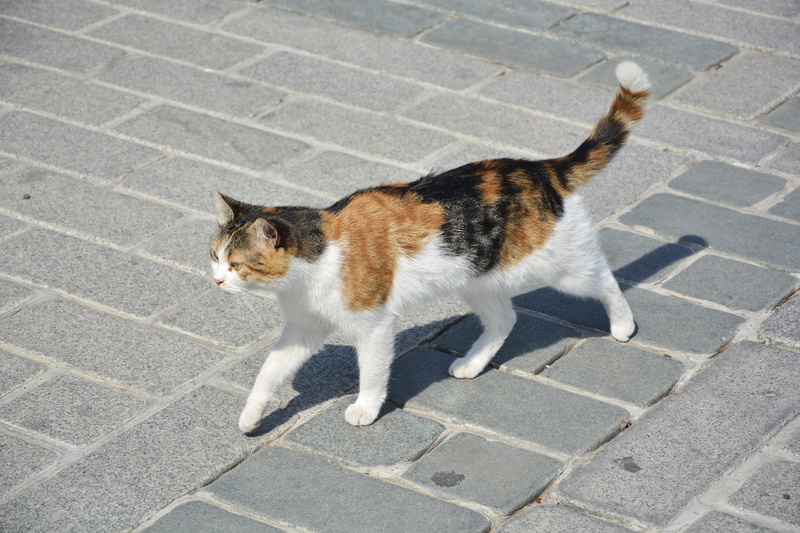 outdoors, istanbul, city, pets, feline, high angle view, mammal, no people, animal, one animal, animal themes, 5K, sidewalk, street, footpath, domestic