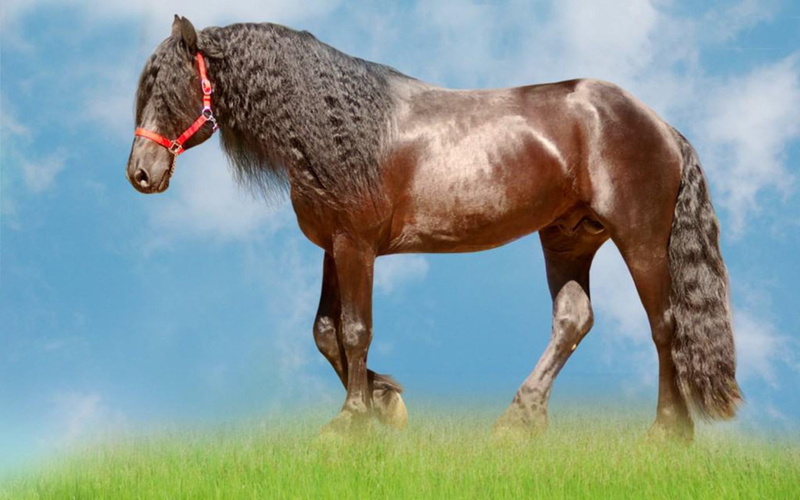 lonely, braids, braided, horses, animals, curls, brown, 1080P, horse