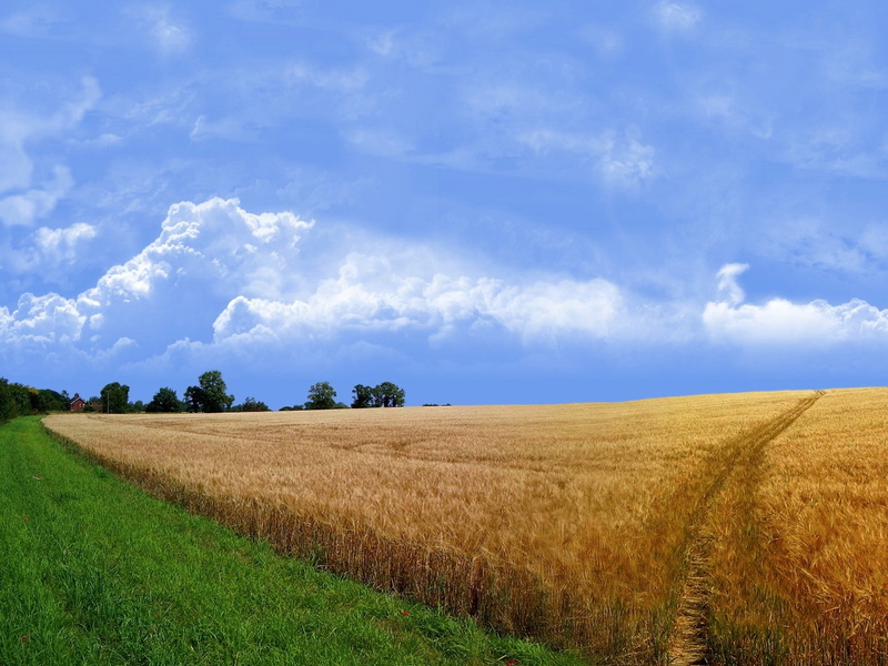 land, no people, sky, scenics - nature, 720P, outdoors, oat - crop, tranquil scene, cereal plant, crop, agriculture, nature, day, beauty in nature, farm