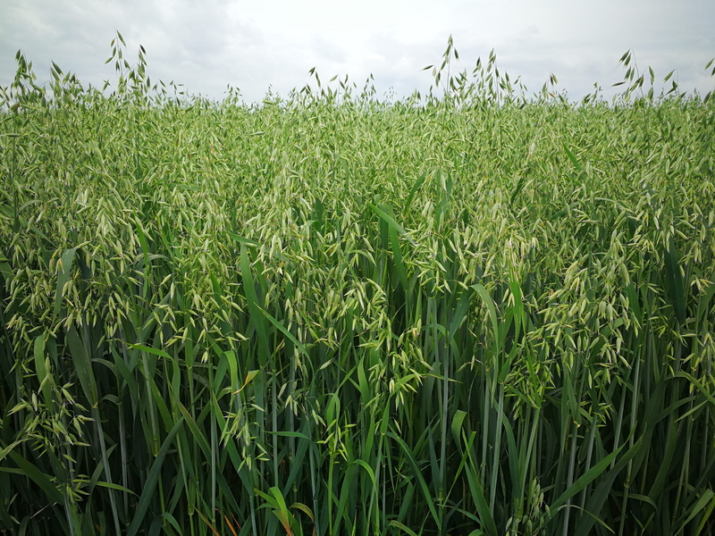 day, 4K, beauty in nature, plantation, landscape, rural scene, food, scenics - nature, cereal plant, outdoors, green color, growth, land, cloud - sky