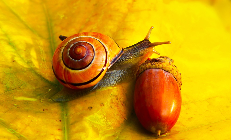 nut, food, moss, spiral, animal themes, animal body part, snail, seed, acorn, animal, fruit, 2K, dung beetle, photo, animal antenna, food and drink, photography