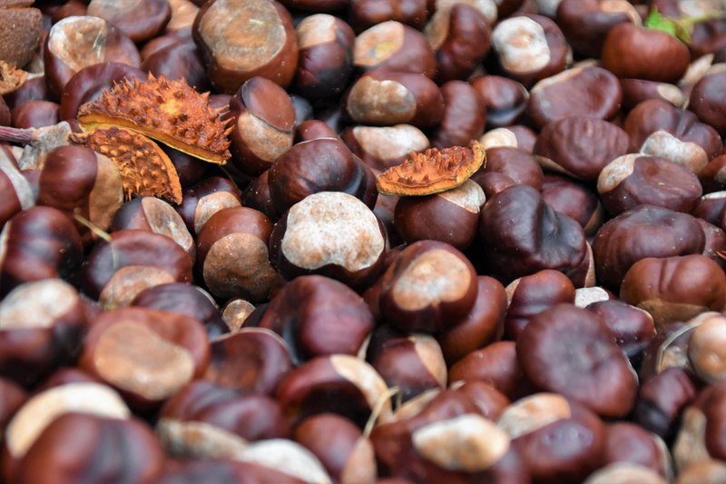 brown, still life, germany, no people, pattern, fruits, day, freshness, food and drink, chestnut, autumn, 5K, grain, chestnut - food, heidkoppelweg 3a